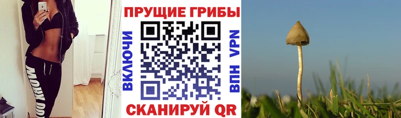 Псилоцибиновые грибы GOLDEN TEACHER  Королёв 